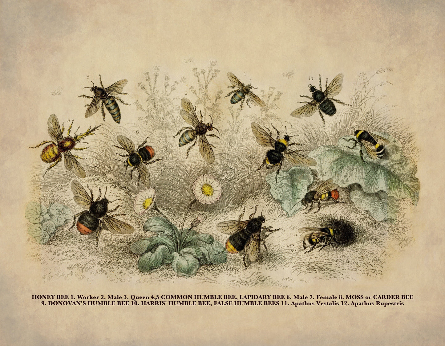 Bees Print - Antique Reproduction - Bumblebee - Honeybee - Insect Art - Carpenter Bee - Entomology - Available Framed