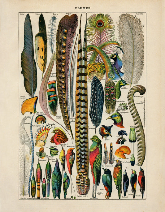 Feather Poster - Antique Reproduction - Larousse - Ornithology - Natural History - Available Framed