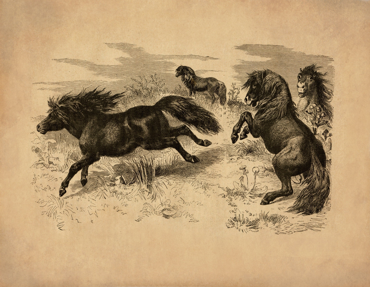 Shetland Ponies Print - Antique Reproduction - Horse - Pony - Animal Art - Available Framed