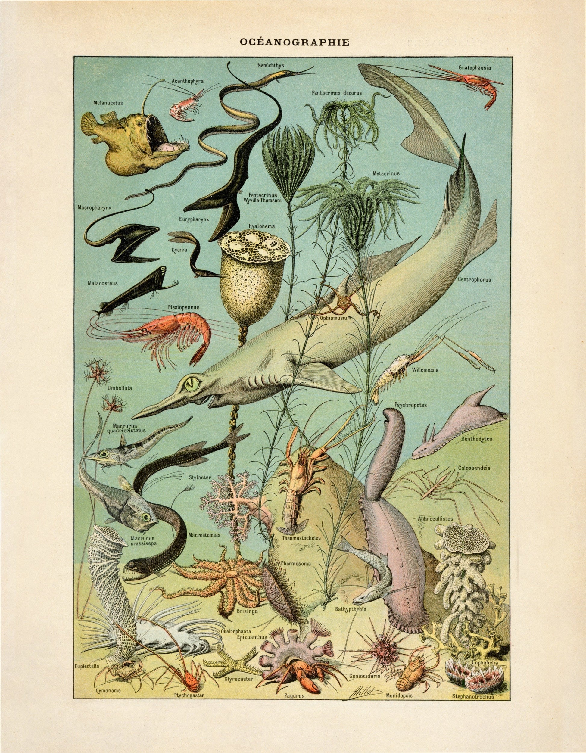 Oceanography Poster - Antique Reproduction - Larousse - Shark - Crab - Starfish - Urchin - Fish - Ocean Wildlife - Available Framed