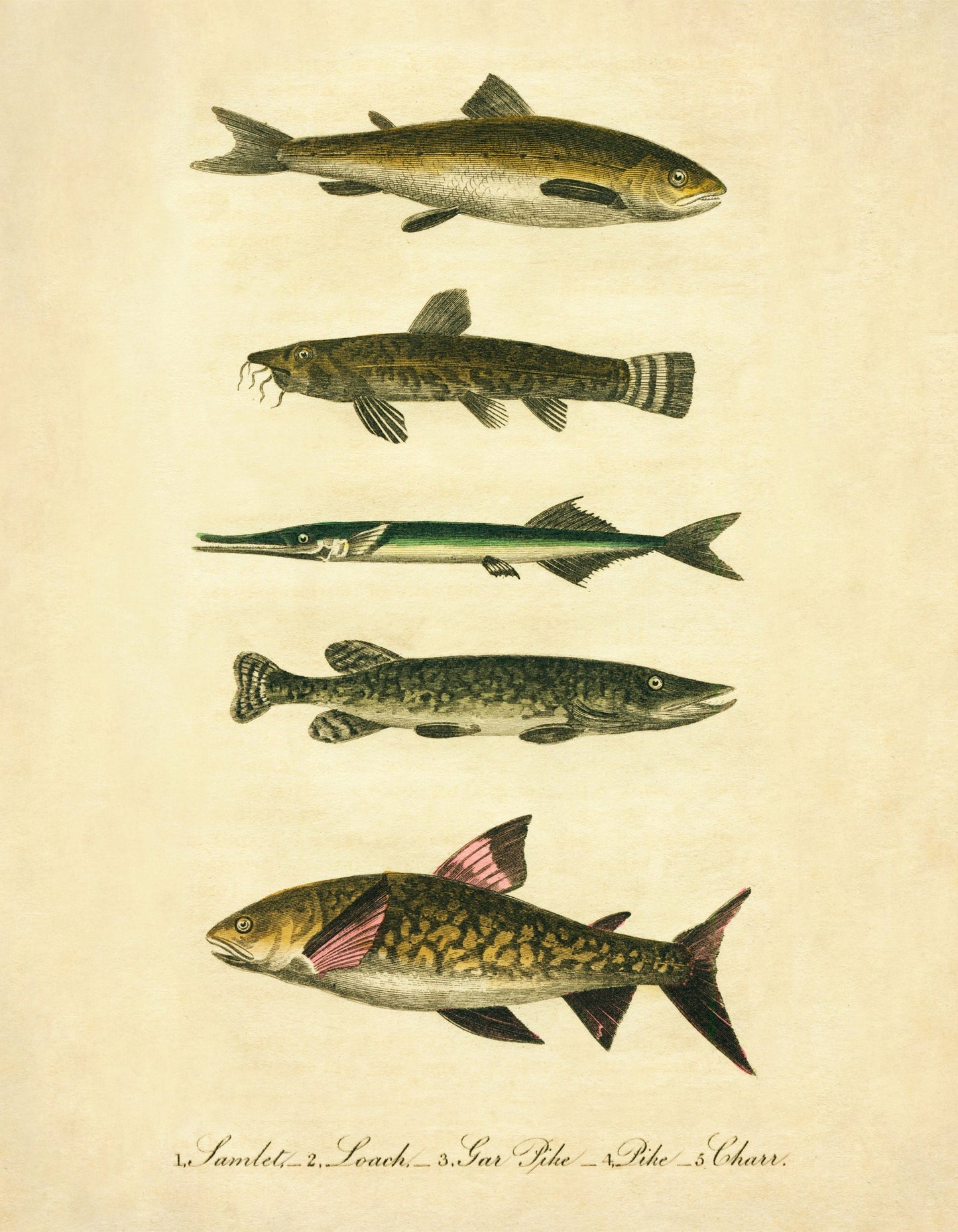  Samlet, Loach, Garpike Pike and Charr Print - Antique Reproduction - Marine Wildlife - Fish Wall Art - Available Framed