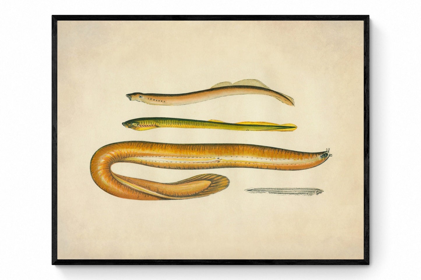 Planer's Lamprey, Mud Lamprey, Borer and Lancelot Print - Antique Reproduction - Marine Wildlife - Fish Wall Art - Available Framed