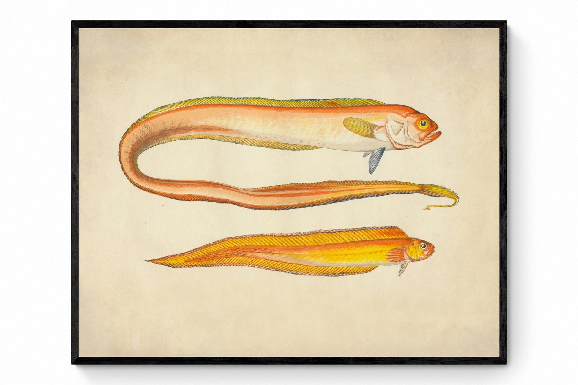 Red Bandfish and Variety Print - Antique Reproduction - Marine Wildlife - Fish Wall Art - Ocean Wall Decor - Available Framed