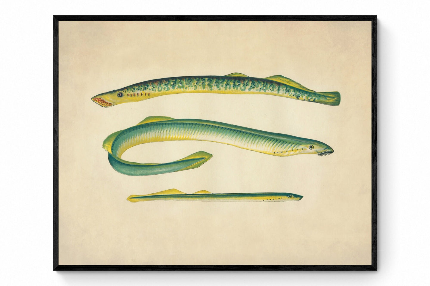 Sea Lamprey, Lampern and Silver Lamprey Print - Antique Reproduction - Marine Wildlife - Fish Wall Art - Ocean Wall Decor - Available Framed