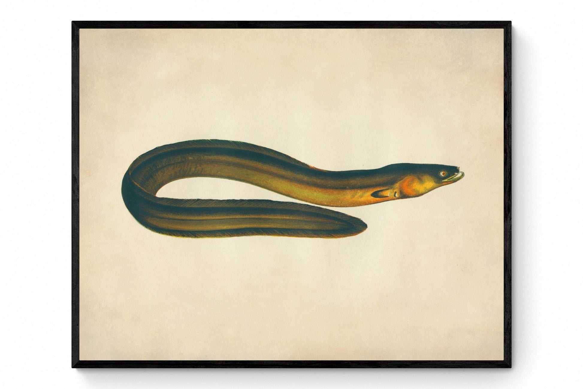 Broad-Nosed Eel Print - Antique Reproduction - Marine Wildlife - Fish Wall Art - Ocean Wall Decor - Available Framed