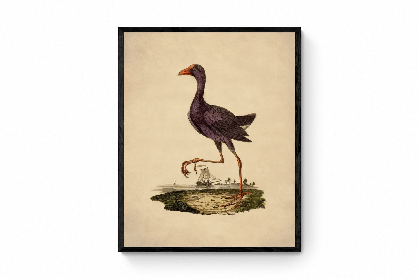 Antique_Print,Vintage_Twist,Antique_Illustration,Antique_Wall_Art,Retro_Wall_Art,Framed_Antique_Print,Framed_Wall_Art,Framed_Vintage_Art,Colourful_Wall_Art,Antique_Heron_Print,Purple_Heron,Heron_Poster