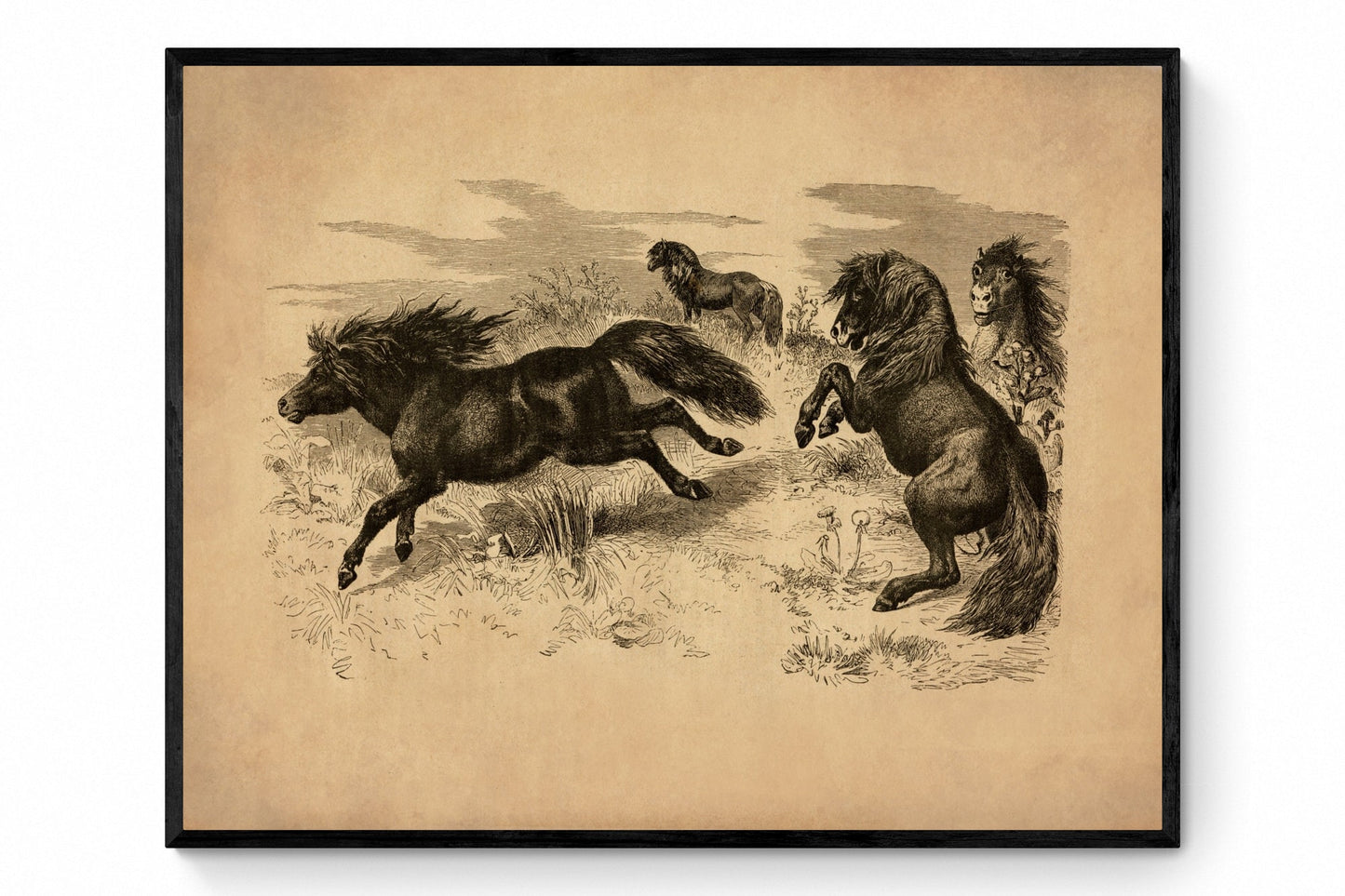 Shetland Ponies Print - Antique Reproduction - Horse - Pony - Animal Art - Available Framed