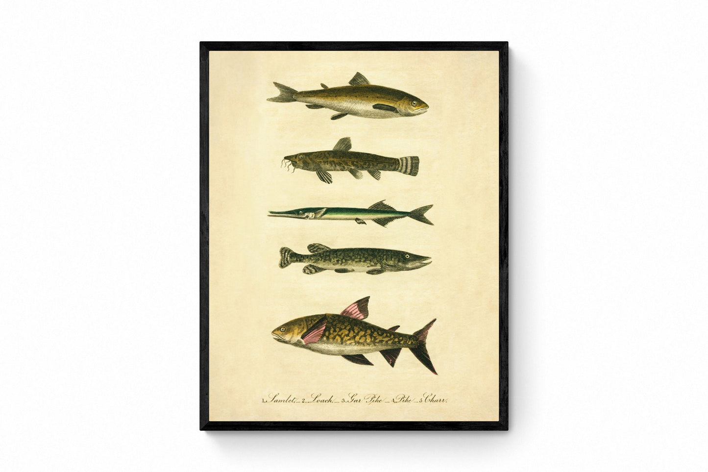  Samlet, Loach, Garpike Pike and Charr Print - Antique Reproduction - Marine Wildlife - Fish Wall Art - Available Framed