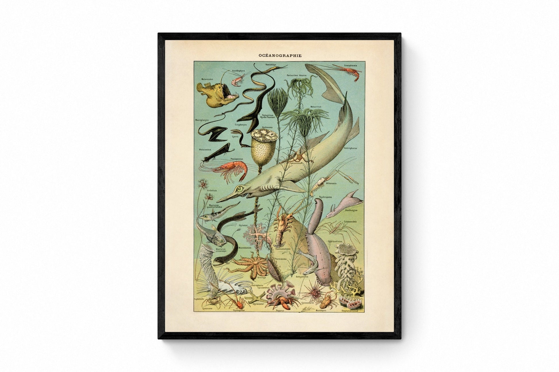 Oceanography Poster - Antique Reproduction - Larousse - Shark - Crab - Starfish - Urchin - Fish - Ocean Wildlife - Available Framed