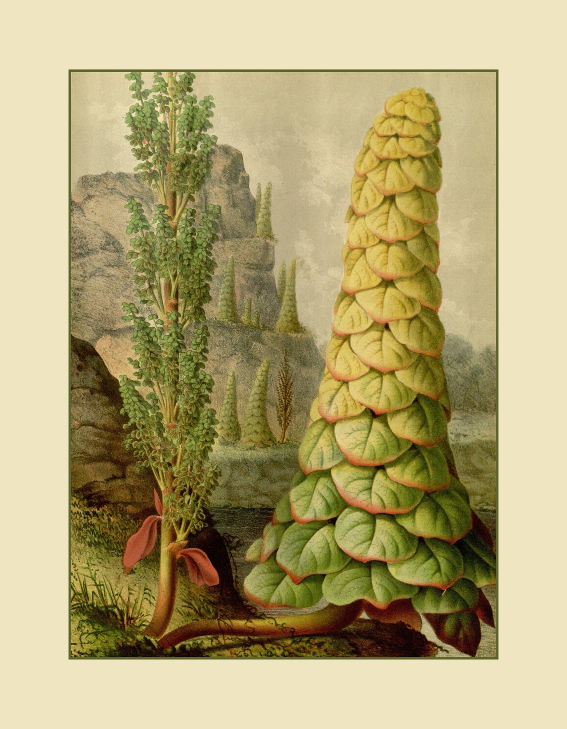 Rheum Nobile (Noble Rhubarb) Print - Antique Reproduction - Botanical Art - Flower - Gardener Gift - Vintage Wall Art - Available Framed