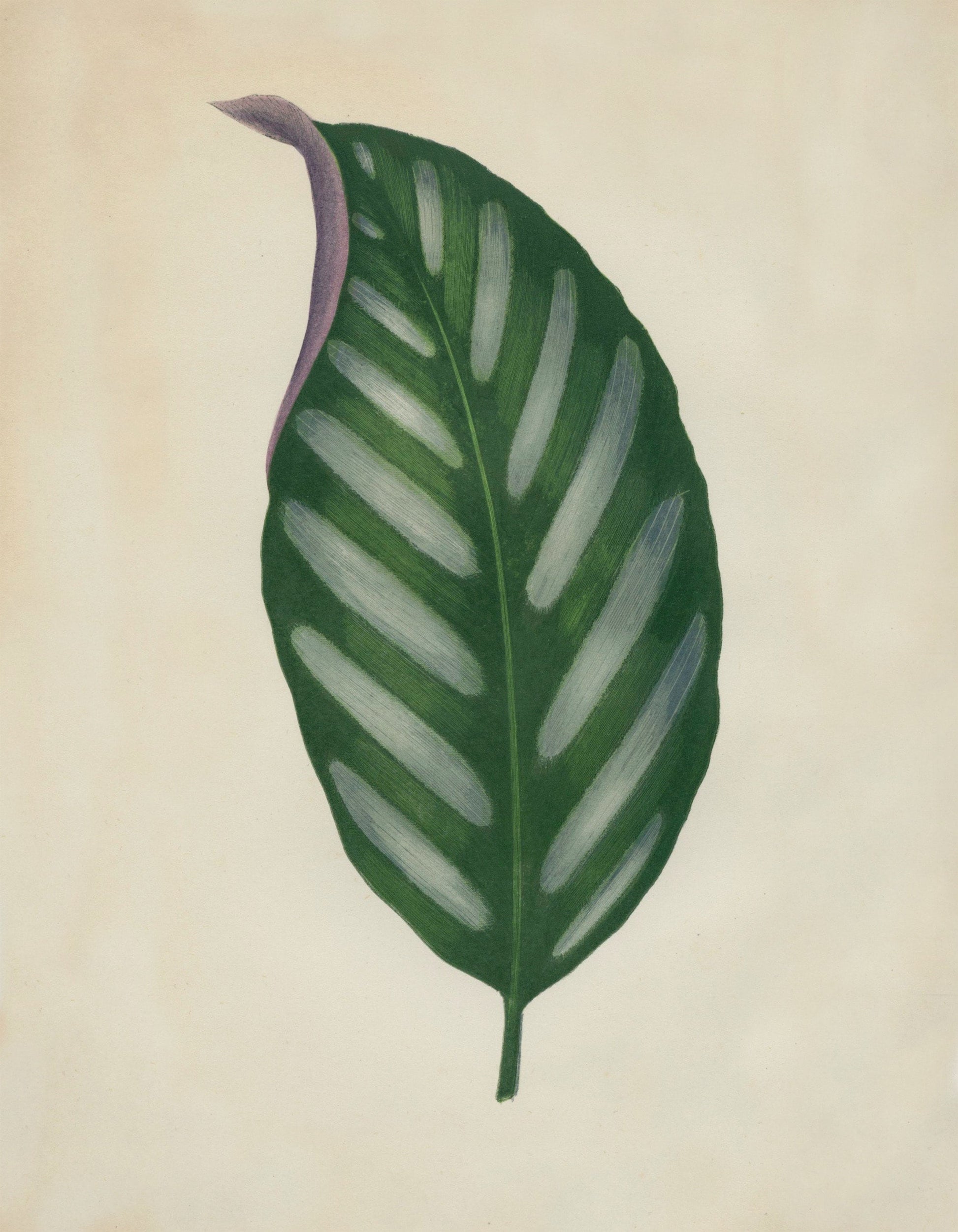 Maranta Porteana Print - Antique Reproduction - Botanical Art - Leaf - Gardener Gift - Available Framed