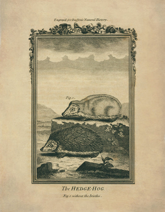 Hedgehog (with and without bristles) Print - Antique Reproduction - Buffon 1775 - Animal Art - Natural History - Available Framed