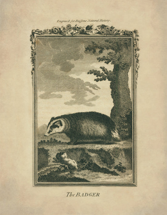 Badger Print - Antique Reproduction - Buffon 1775 - Animal Art - Natural History - Available Framed