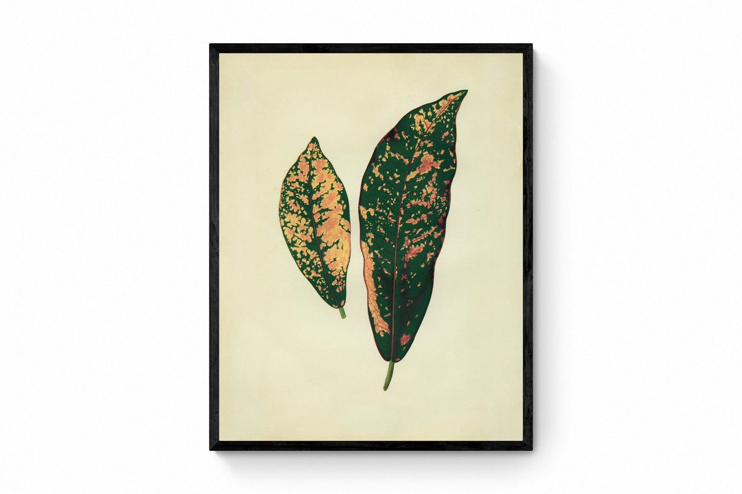 Croton Pictum Print - Antique Reproduction - Botanical Art - Leaf - Gardener Gift - Available Framed