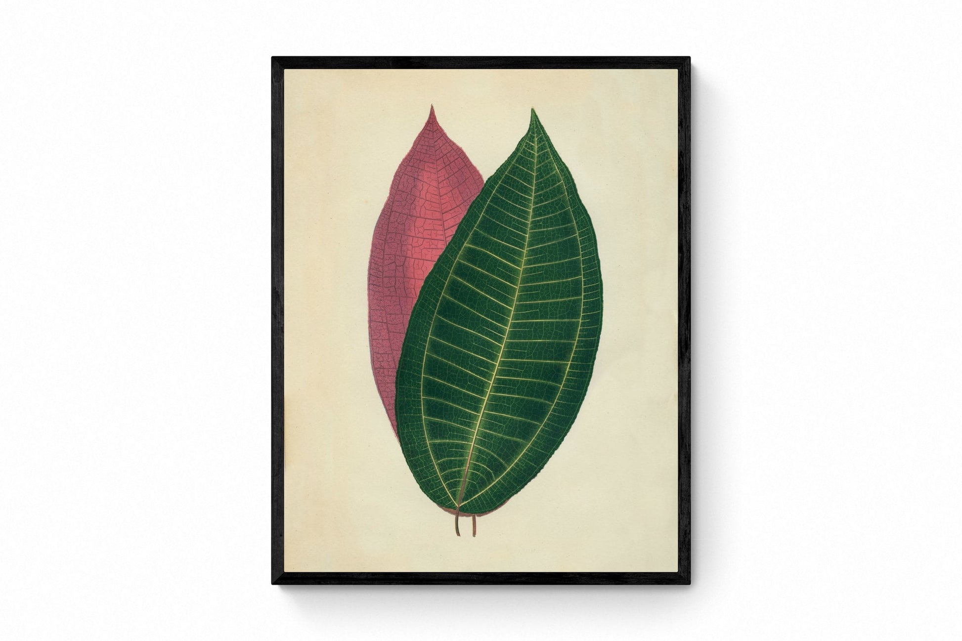 Cyanophyllum Magnificum Print - Antique Reproduction - Botanical Art - Leaf - Gardener Gift - Available Framed