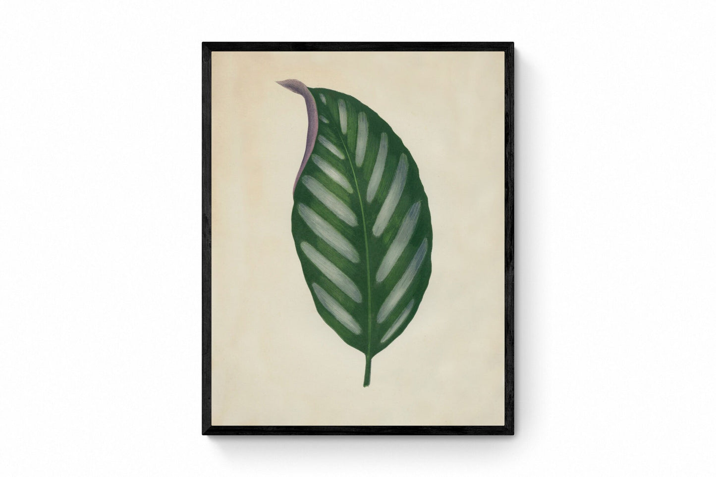 Maranta Porteana Print - Antique Reproduction - Botanical Art - Leaf - Gardener Gift - Available Framed