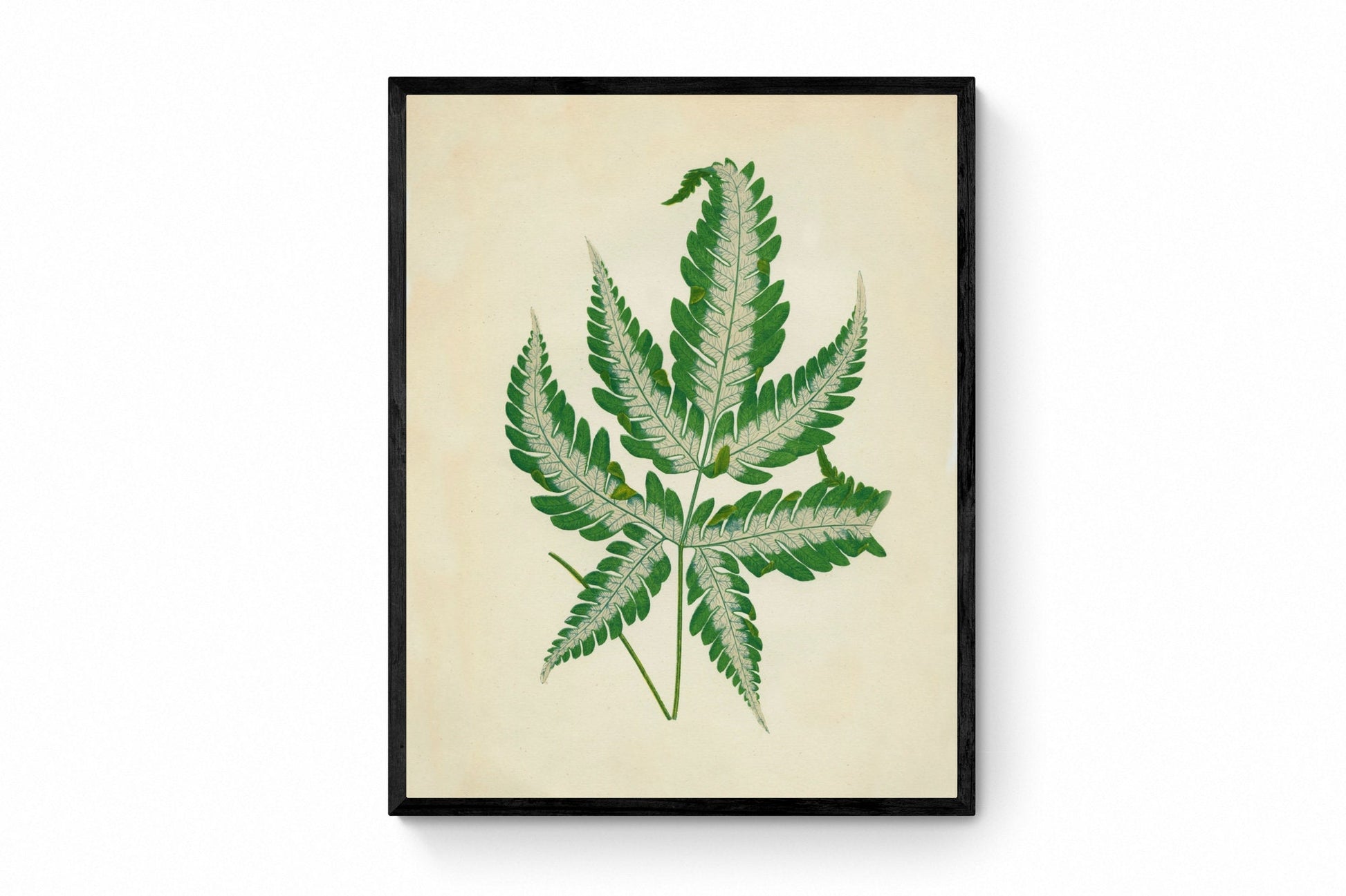 Silver Brake Fern (Pteris argyraea) Print - Antique Reproduction - Botanical Art - Leaf - Gardener Gift - Available Framed