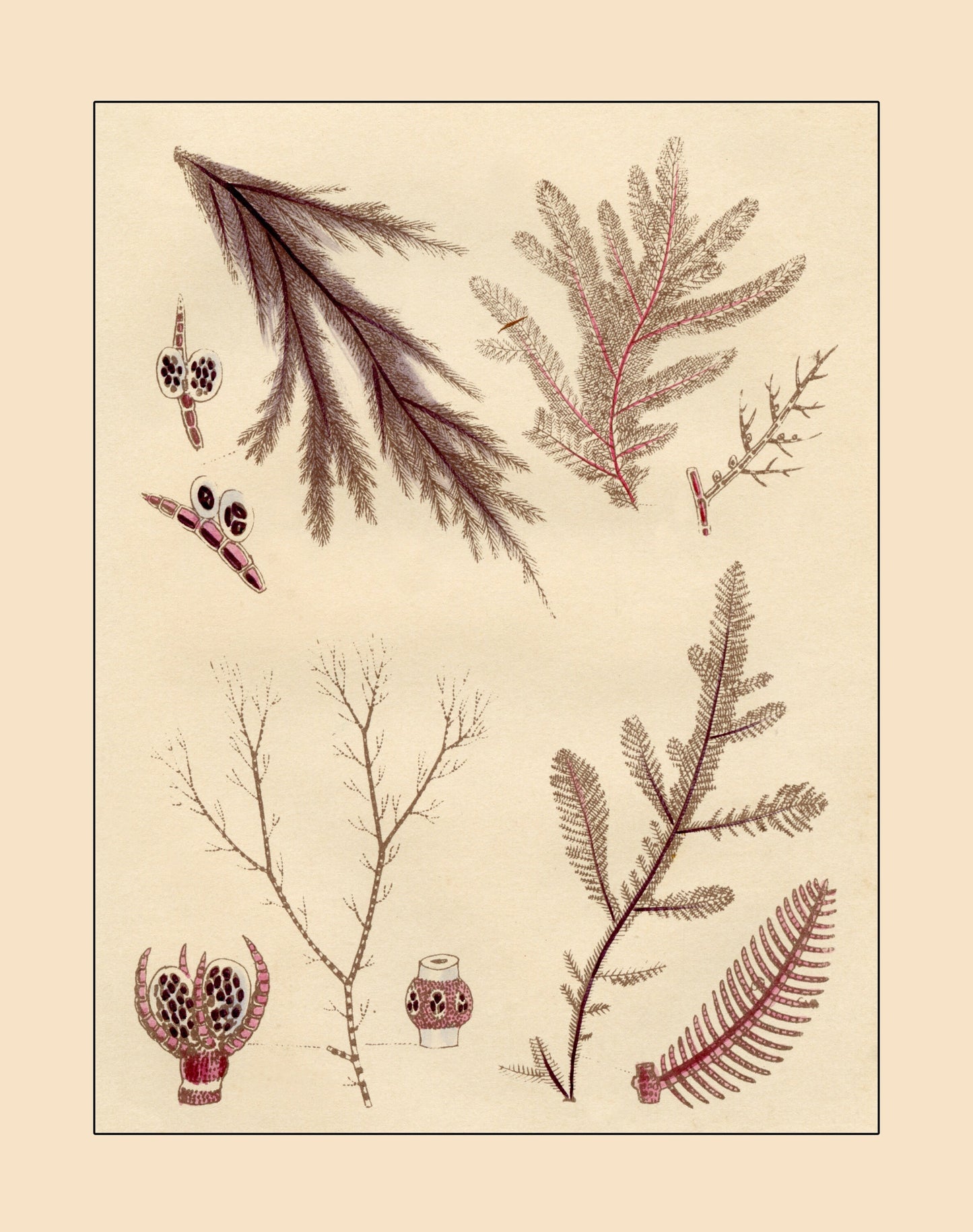 Seaweed Print - Antique Reproduction - dated 1857