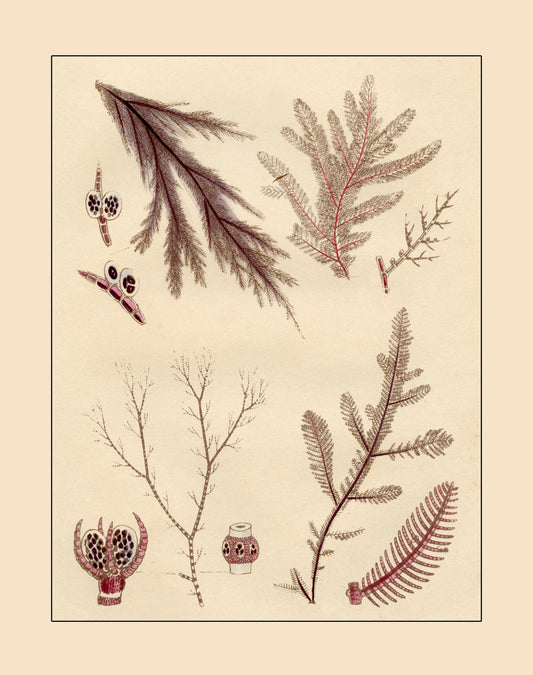 Seaweed Print - Antique Reproduction - dated 1857