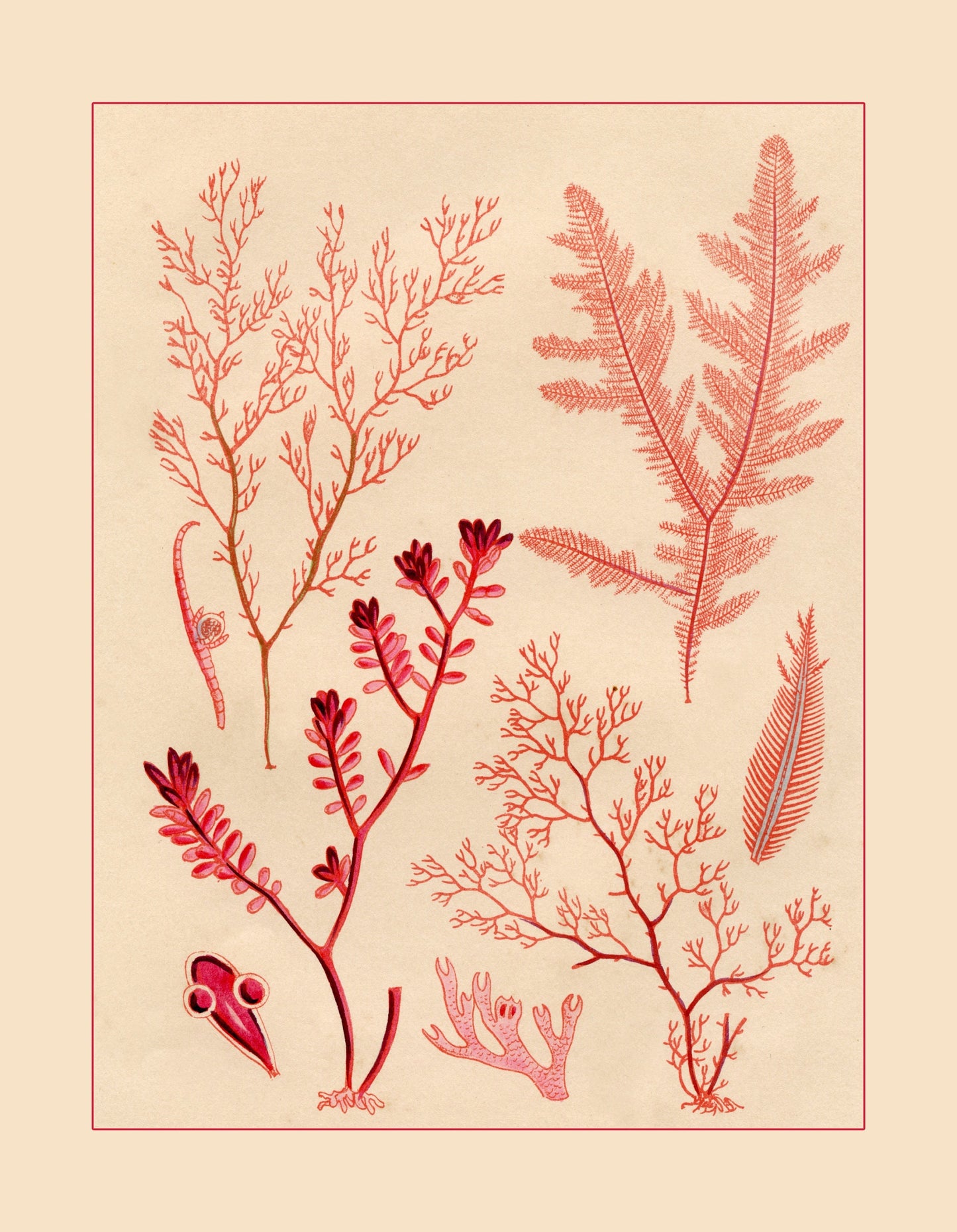 Seaweed Print - Antique Reproduction - dated 1857 - Botanical Art - Ocean Decor - Marine Algae - Available Framed