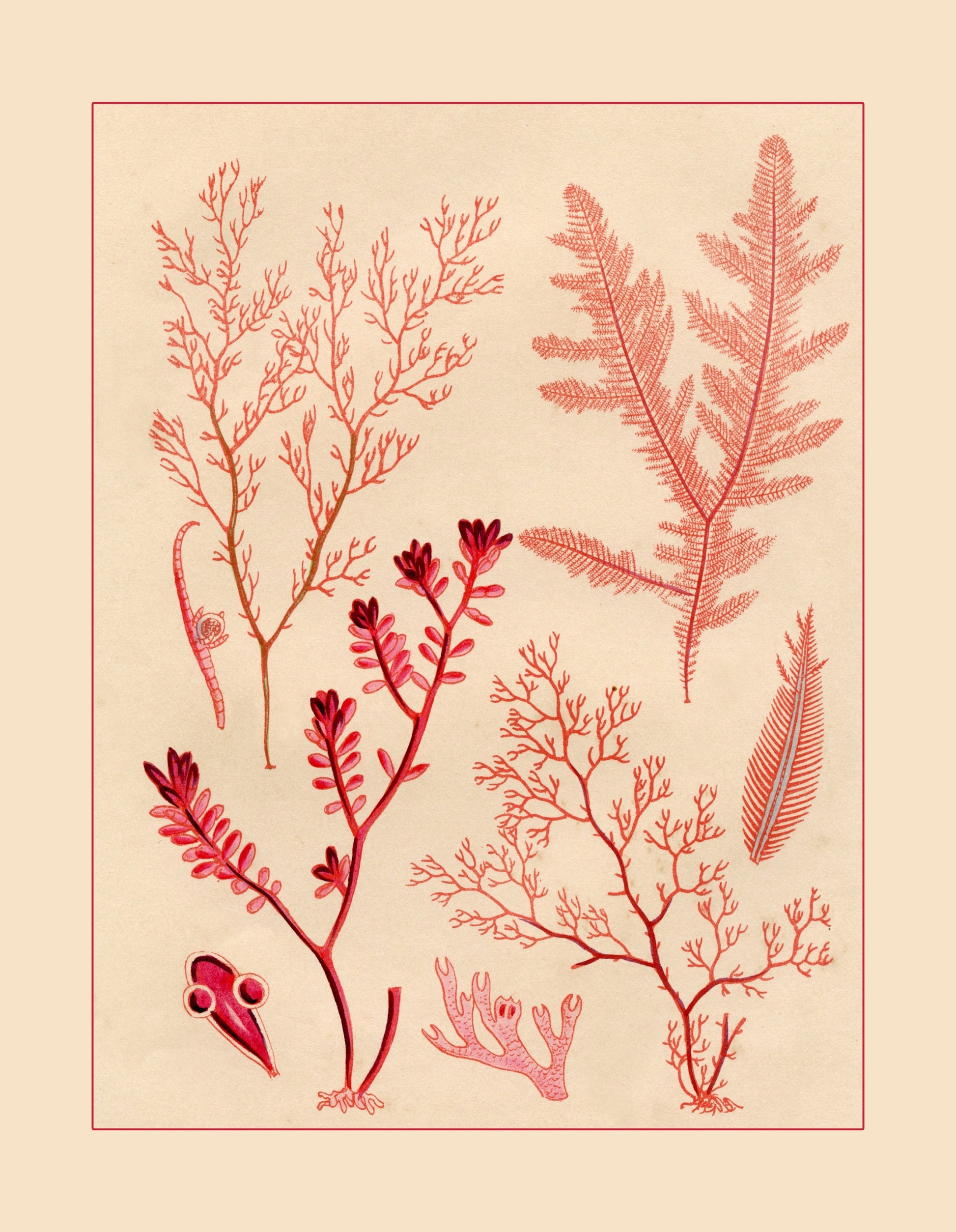 Seaweed Print - Antique Reproduction - dated 1857 - Botanical Art - Ocean Decor - Marine Algae - Available Framed