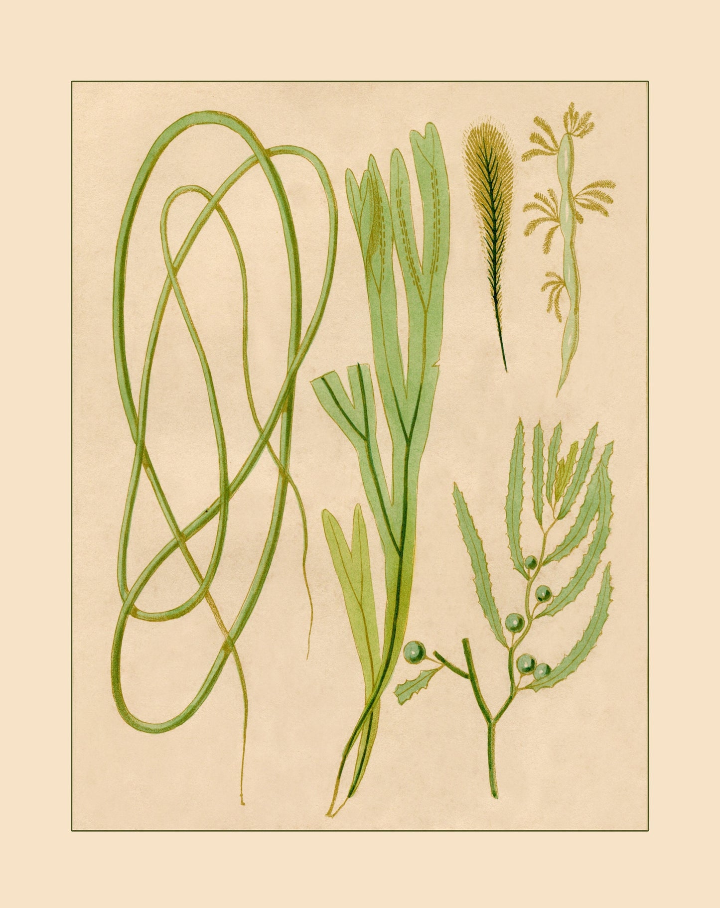 Seaweed Print - Antique Reproduction - dated 1857 - Botanical Art - Ocean Decor - Marine Algae - Available Framed