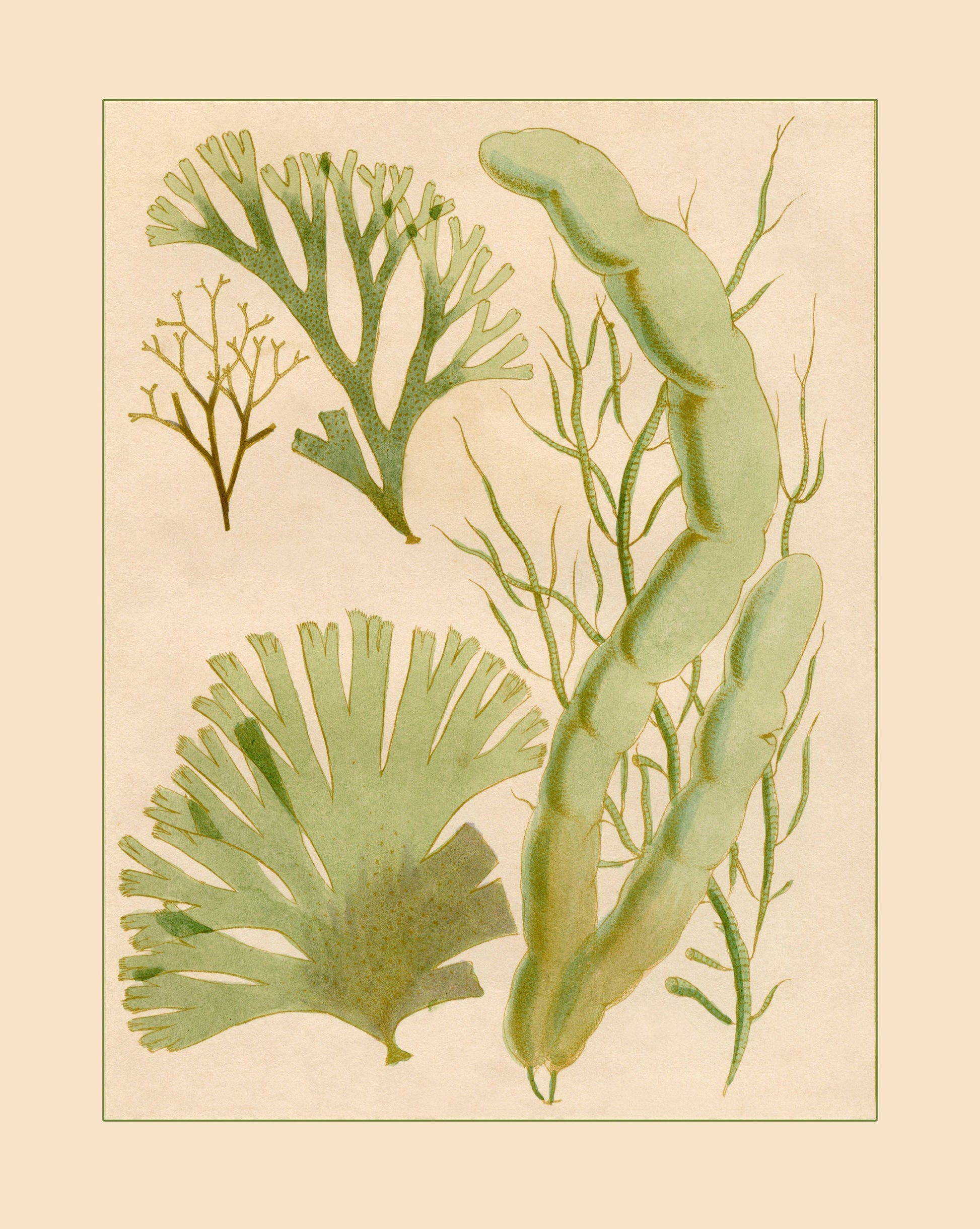 Seaweed Print - Antique Reproduction - dated 1857 - Botanical Art - Ocean Decor - Marine Algae - Available Framed