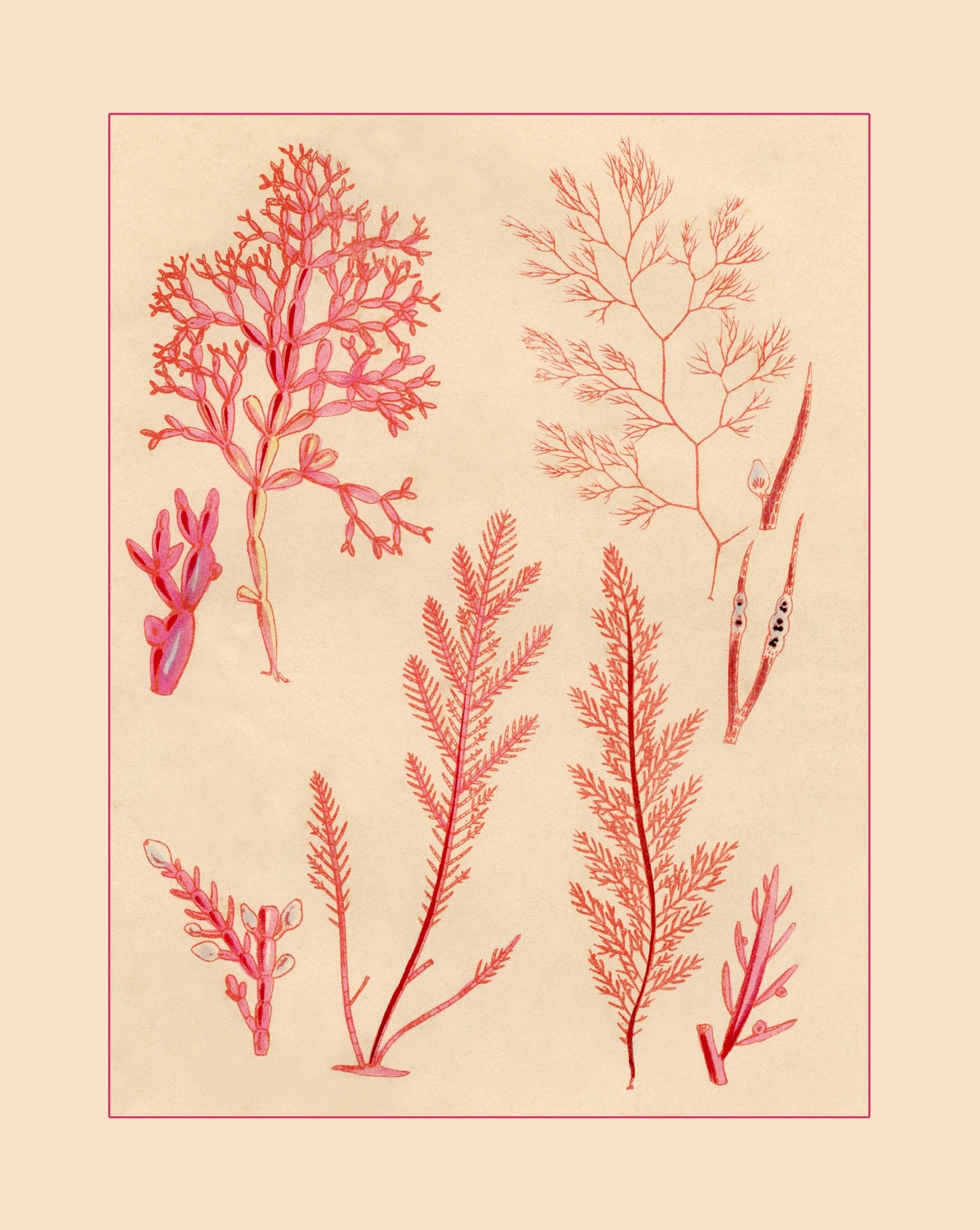 Seaweed Print - Antique Reproduction - dated 1857 - Botanical Art - Ocean Decor - Marine Algae - Available Framed