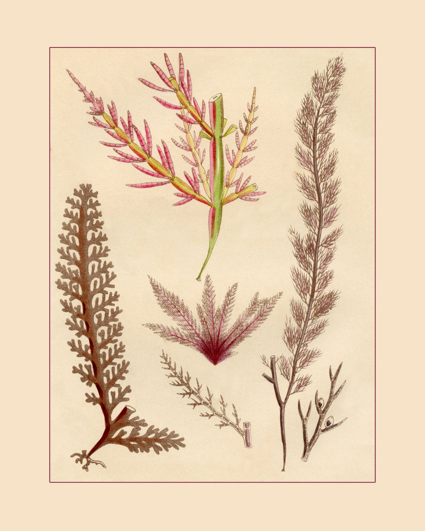 Seaweed Print - Antique Reproduction - dated 1857 - Botanical Art - Ocean Decor - Marine Algae - Available Framed