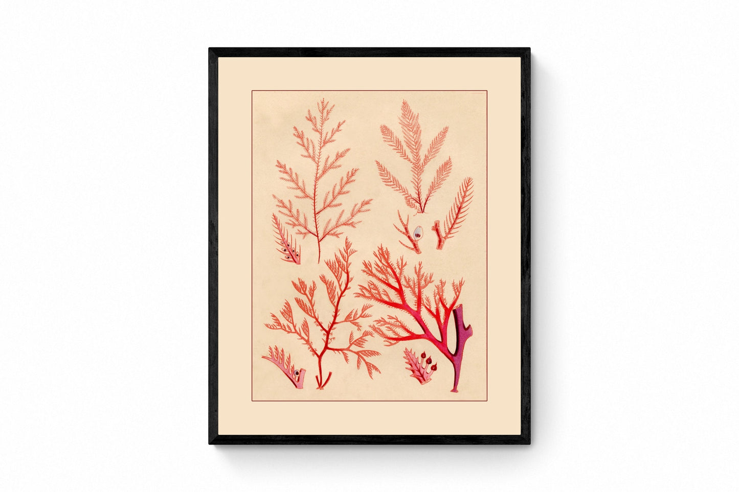 Seaweed Print - Antique Reproduction - dated 1857 - Botanical Art - Ocean Decor - Marine Algae - Available Framed