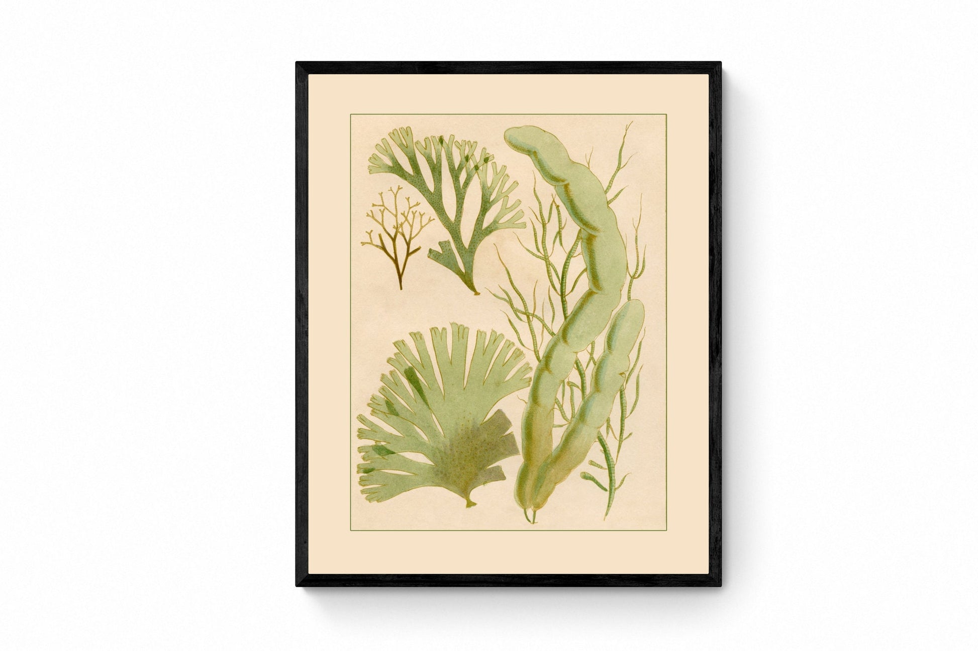 Seaweed Print - Antique Reproduction - dated 1857 - Botanical Art - Ocean Decor - Marine Algae - Available Framed