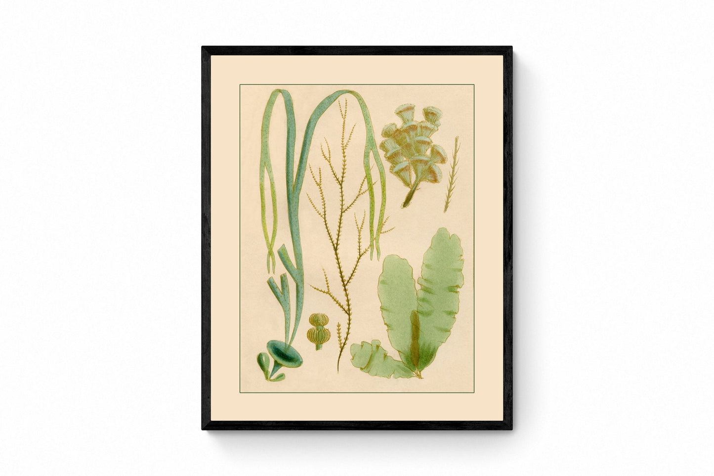 Seaweed Print - Antique Reproduction - dated 1857 - Botanical Art - Ocean Decor - Marine Algae - Available Framed