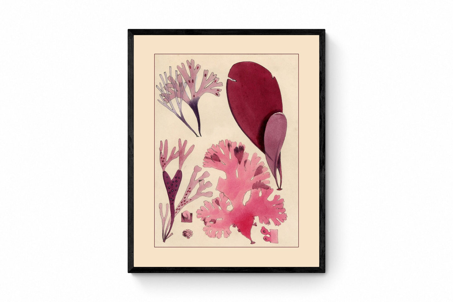 Seaweed Print - Antique Reproduction - dated 1857 - Botanical Art - Ocean Decor - Marine Algae - Available Framed