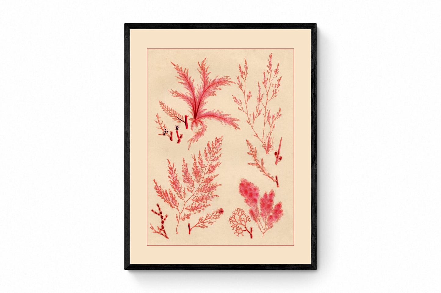 Seaweed Print  dated 1857 - Botanical Art - Ocean Decor - Marine Algae - Available Framed