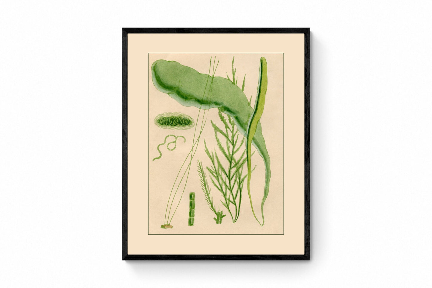 Seaweed Print - Antique Reproduction - dated 1857 - Botanical Art - Ocean Decor - Marine Algae - Available Framed