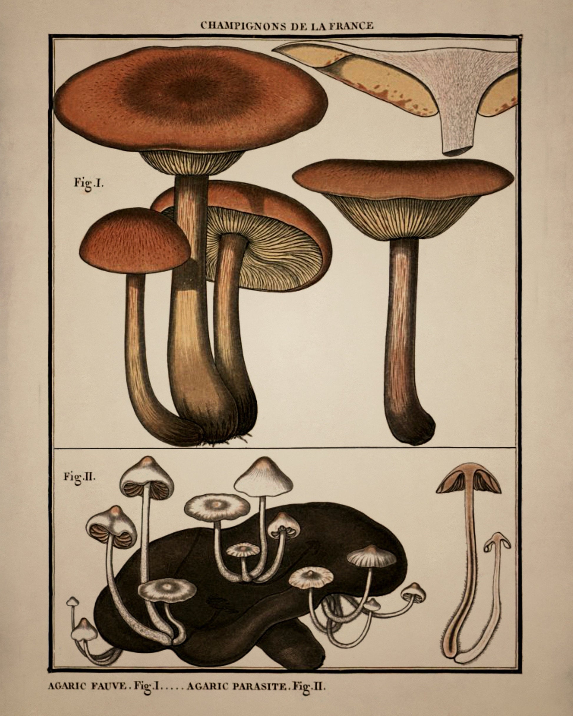 Fungi Mushroom Print - Antique Reproduction - dated 1792 - Botanical Art - Pierre Bulliard - Available Framed