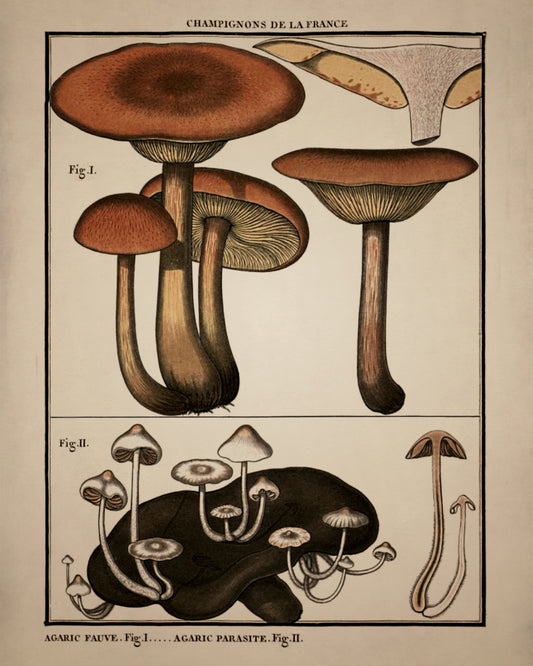 Fungi Mushroom Print - Antique Reproduction - dated 1792 - Botanical Art - Pierre Bulliard - Available Framed