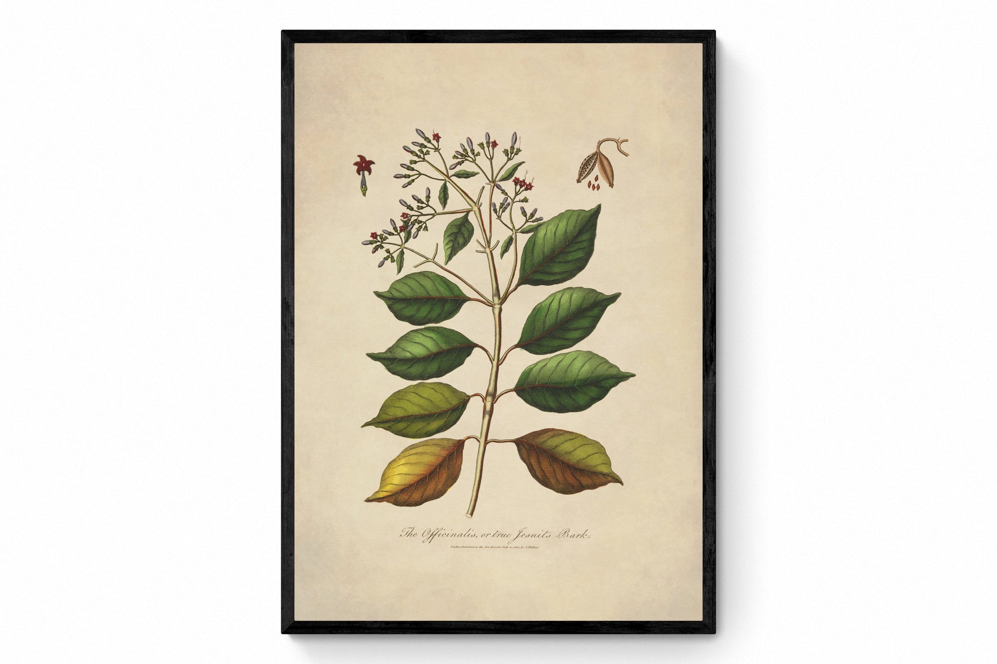 The Officinalis or True Jesuits Bark Print - Antique Reproduction - dated 1801 - Botanical Art - Available Framed