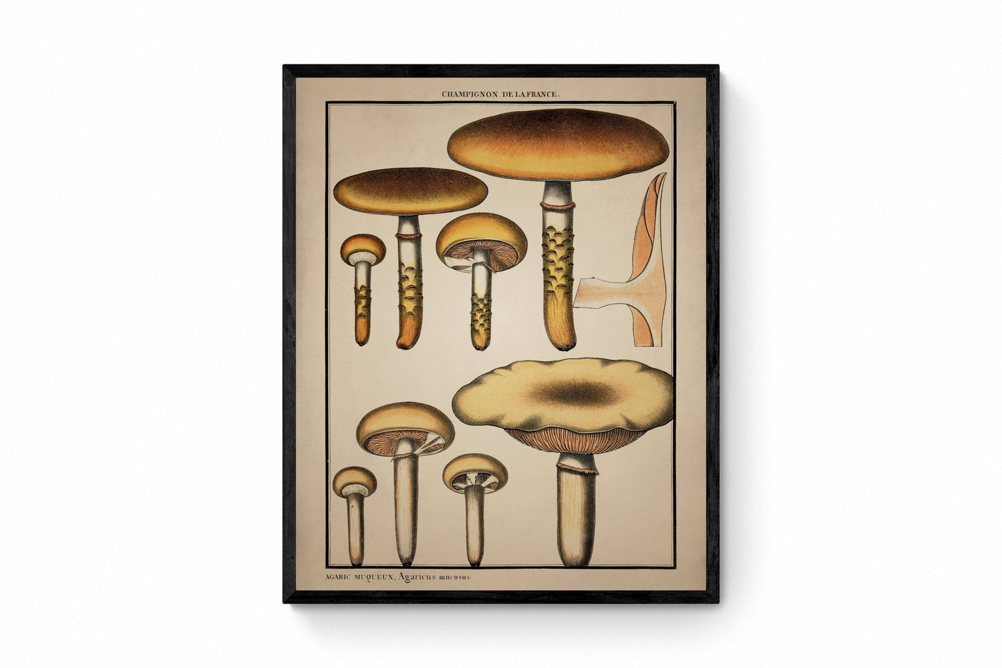 Fungi Mushroom Print - Antique Reproduction - dated 1792 - Botanical Art - Pierre Bulliard - Available Framed