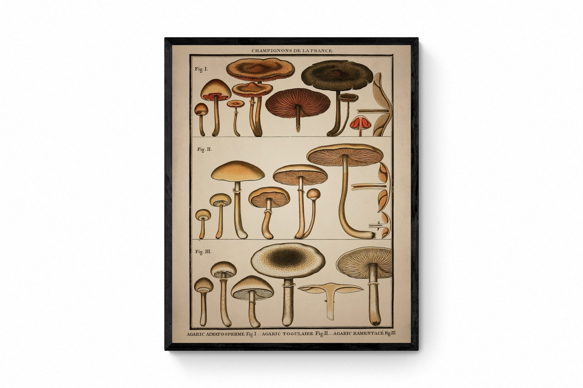 Antique_Illustration,Antique_Wall_Art,Framed_Antique_Print,Framed_Wall_Art,Framed_Vintage_Art,Botanical_Decor,Botanical_Art,Antique_Fungi_Print,Mushroom_Print,Mushroom_Poster,Fungi_Art,Framed_Fungi_Art