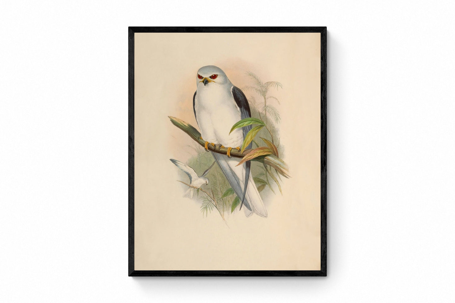 Black-Shouldered Kite Print - Antique Reproduction - John Gould - Bird of Prey - Ornithology - Available Framed