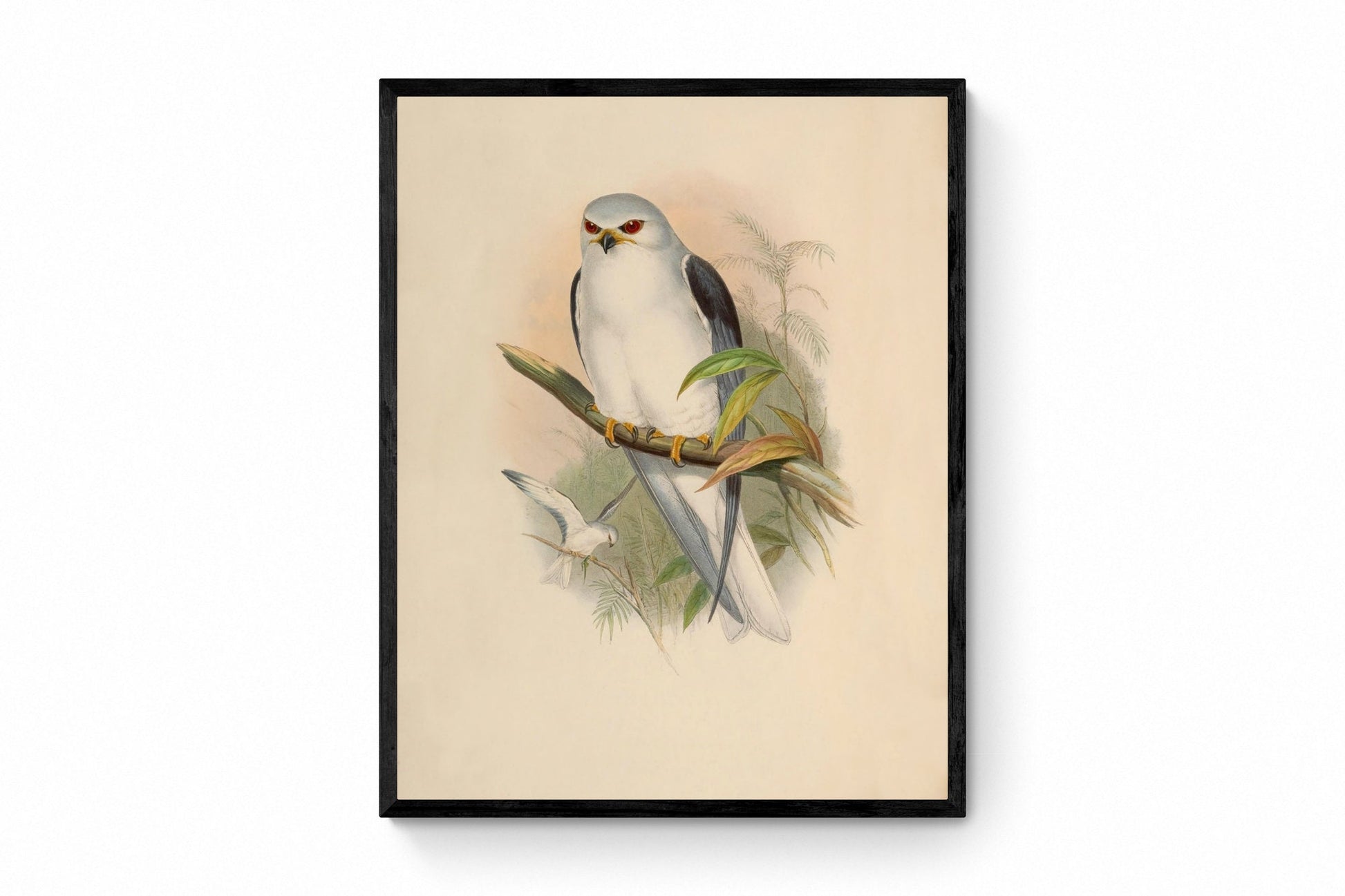 Black-Shouldered Kite Print - Antique Reproduction - John Gould - Bird of Prey - Ornithology - Available Framed