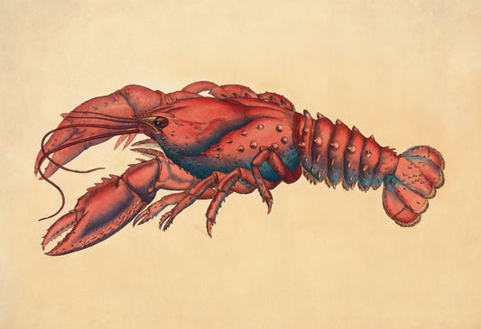 Serrated Lobster (Cancer Serratus) Print - Antique Reproduction - James Sowerby - Sealife - Marine Wildlife - Available Framed