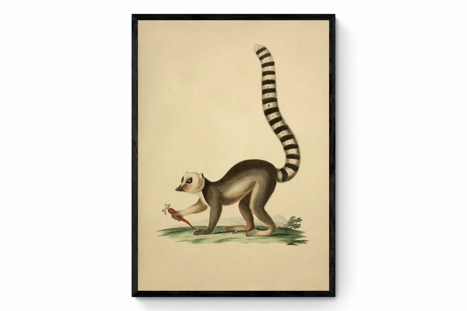 Ring Tailed Lemur Print - Antique Reproduction - Wildlife Wall Decor - Natural History - Available Framed