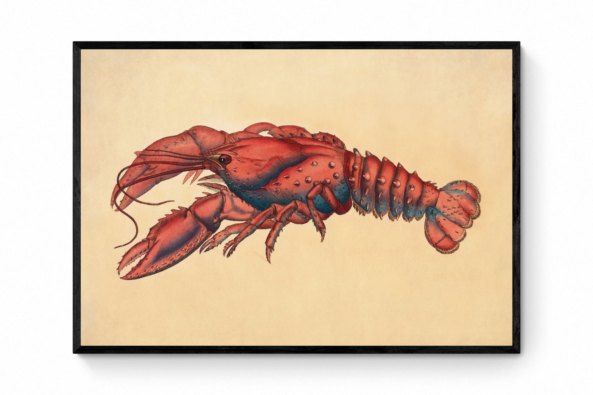 Serrated Lobster (Cancer Serratus) Print - Antique Reproduction - James Sowerby - Sealife - Marine Wildlife - Available Framed