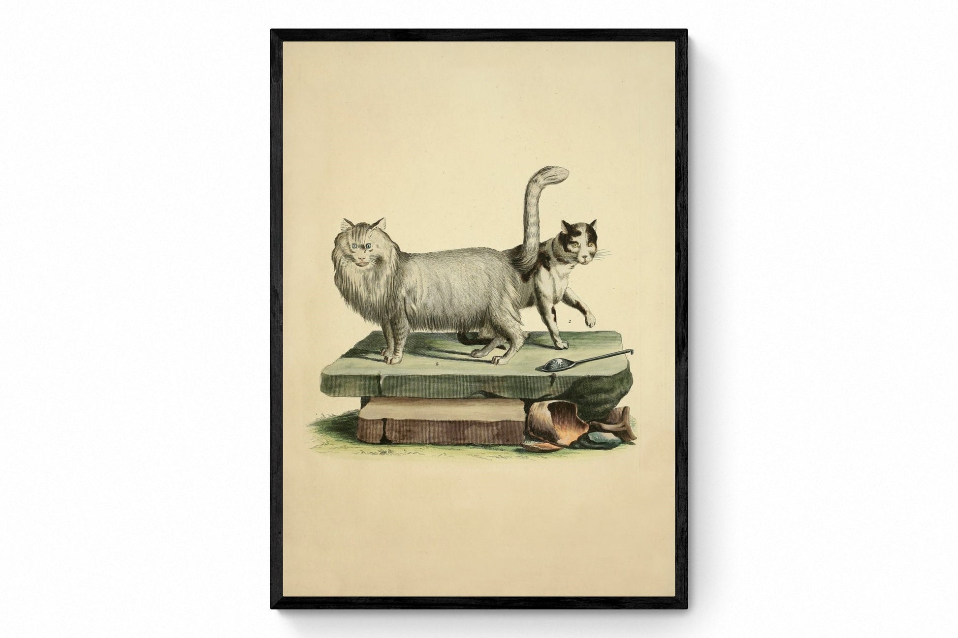 Domestic Cat and Angora Cat Print - Antique Reproduction - Pet - Cat Lover GIft - Natural History - Available Framed