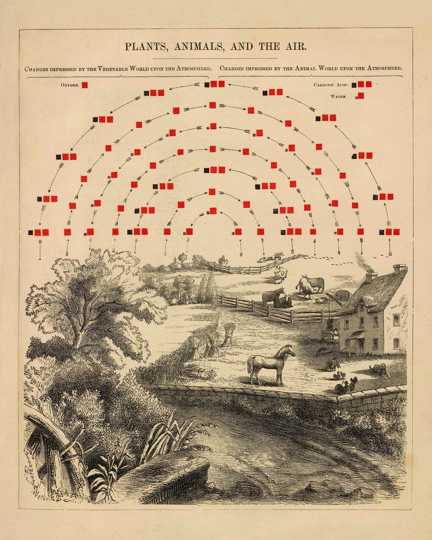 Plants, Animals and the Air Chemistry Diagram - dated 1856 - Antique Reproduction - Available Framed