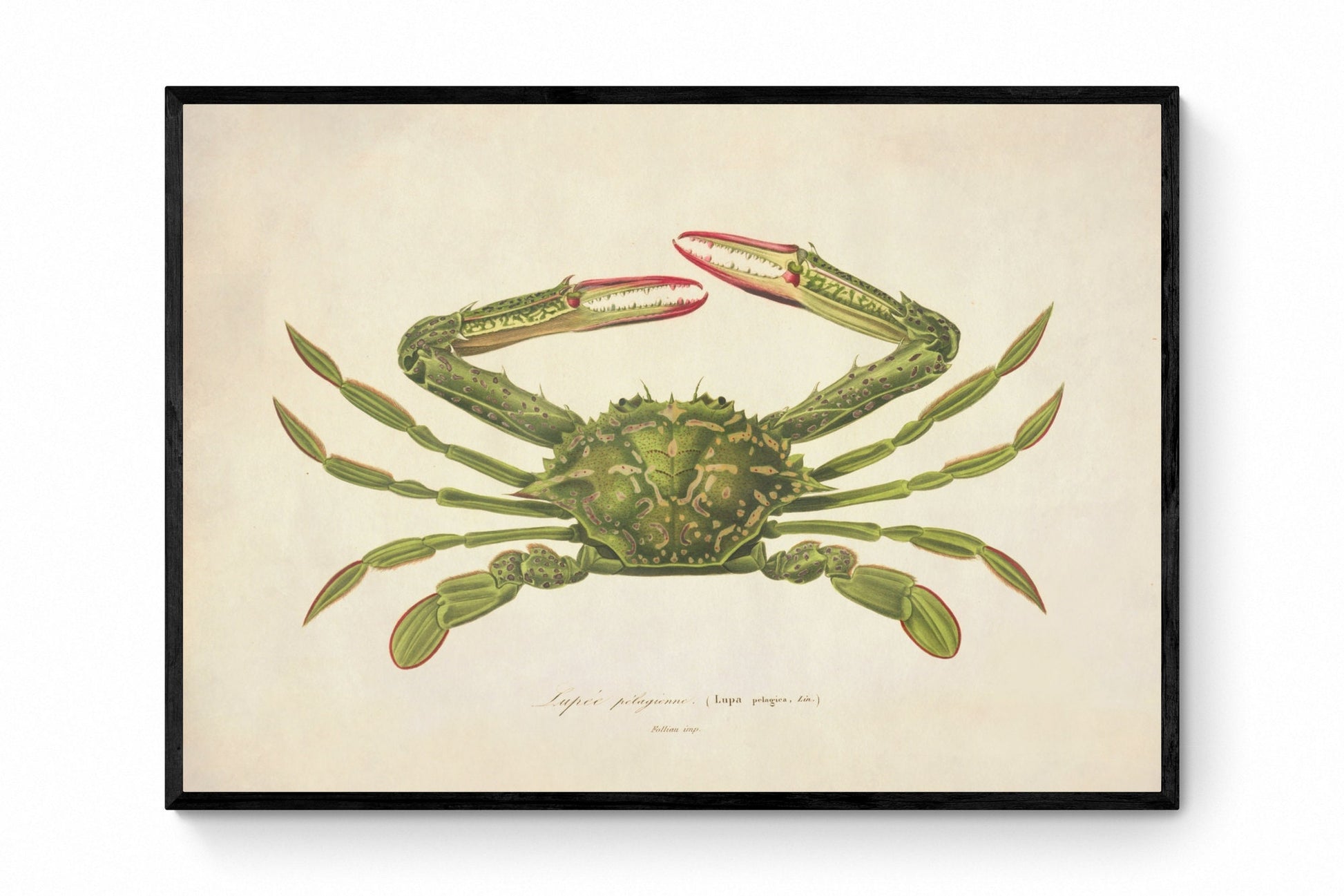 Lupa Pelagica Green Crab Print - Antique Reproduction - Crustacean - Ocean Wildlife - Available Framed