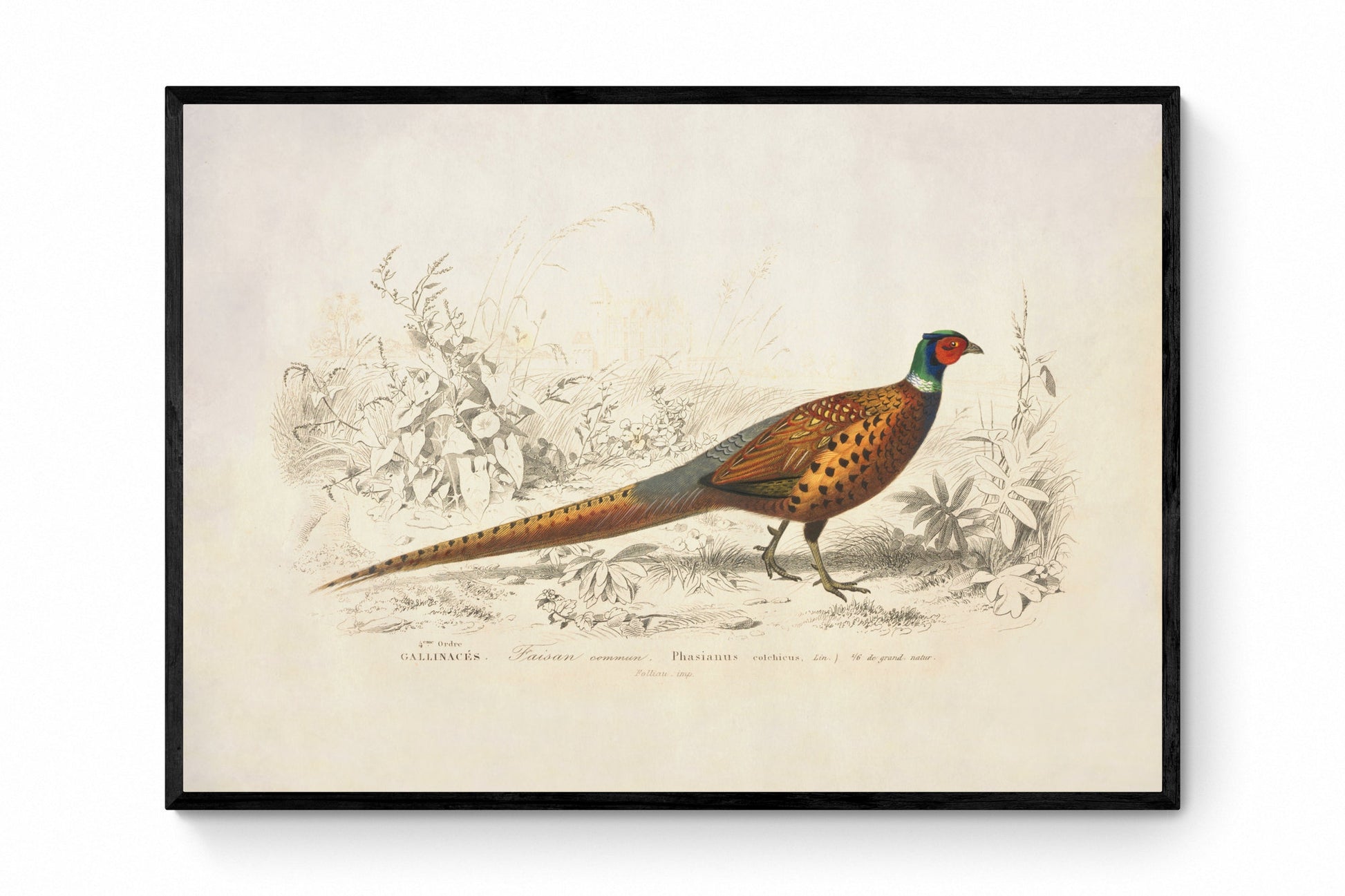 Ring-Necked Pheasant Print - Antique Reproduction - Ornithology - Bird Art - Wildlife Wall Decor - Natural History - Available Framed