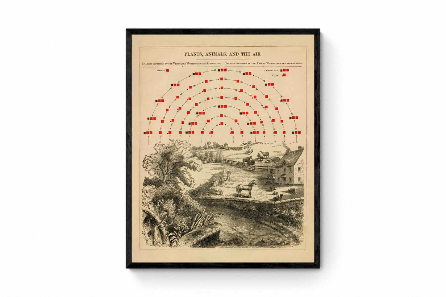 Plants, Animals and the Air Chemistry Diagram - dated 1856 - Antique Reproduction - Available Framed